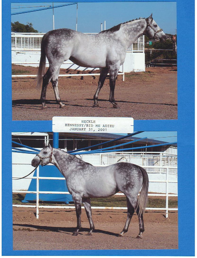 Asmussen Horse Center Stallions Heckle